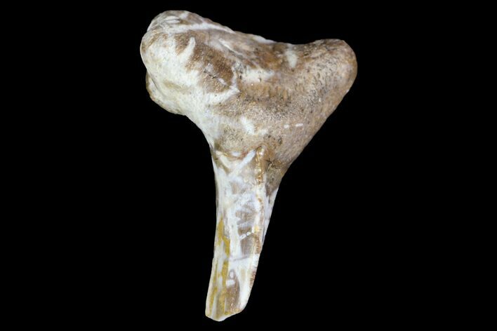 Fossil Shark (Xenacanthus) Tooth - Texas #136344